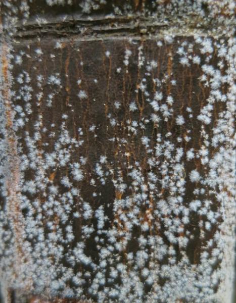 Efflorescence Close Up